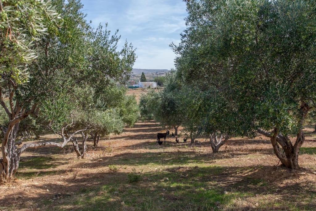 Olive Tree Farm 200M From The Beach Episkopi-Chania Exterior foto