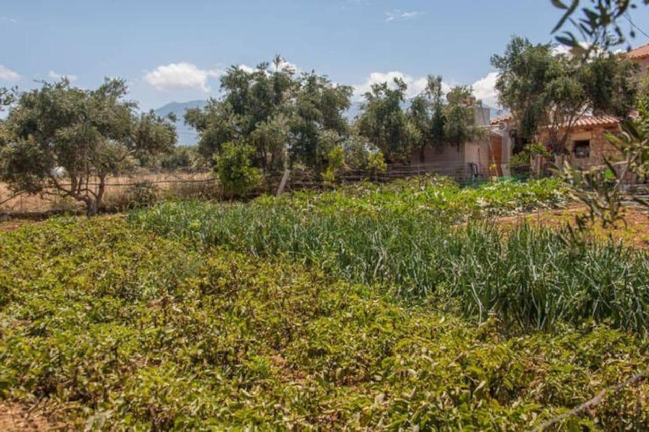 Olive Tree Farm 200M From The Beach Episkopi-Chania Exterior foto