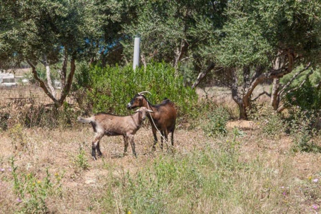 Olive Tree Farm 200M From The Beach Episkopi-Chania Exterior foto